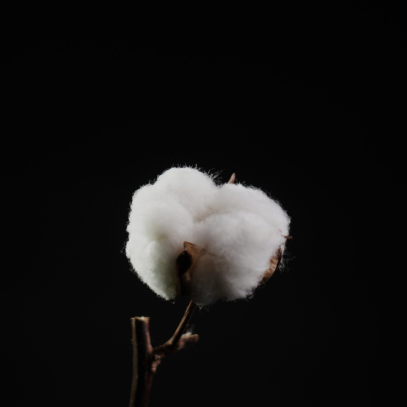 Ekologisk bomull i världsklass